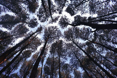 Low angle view of pine trees in forest