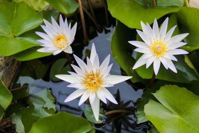 High angle view of white flowering plant