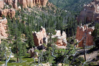 Panoramic view of pine trees