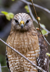 Close-up portrait of owl perching on tree