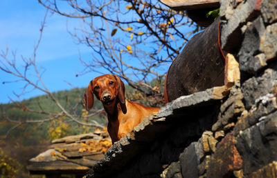 View of dog on branch