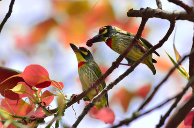 Low angle view of coppersmith barbets perching twig