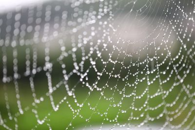 Close-up of wet spider web