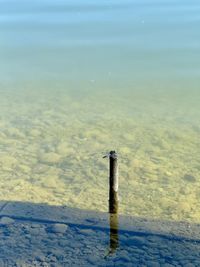 sea