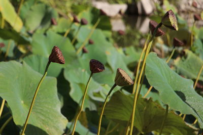 Close-up of blackberries growing on plant