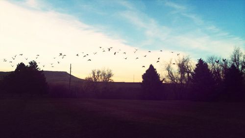 View of birds flying over the sky