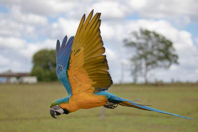 View of bird flying against sky