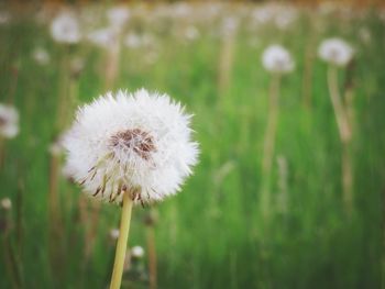 Close-up of dandelion flower on field