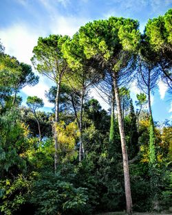 Low angle view of trees against sky