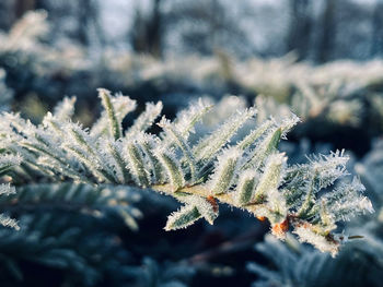 Close-up of frozen plant