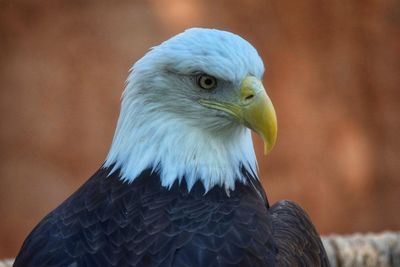 Close-up of a bird