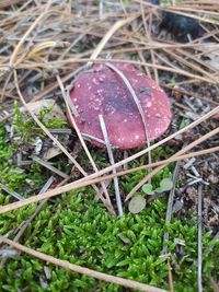 High angle view of mushroom growing on field