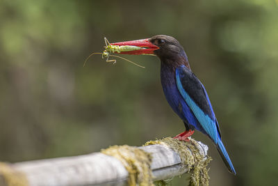 Close-up of bird perching on branch