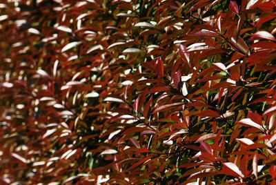 Full frame shot of red leaves