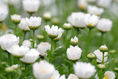 Close-up of white flowering plants on field