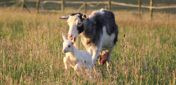 Goats running through the grass