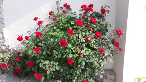 Close-up of red flowers blooming outdoors
