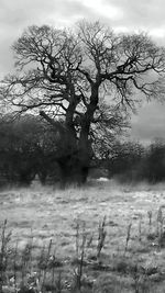 Bare tree by lake against sky