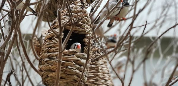 Close-up of bird perching on branch