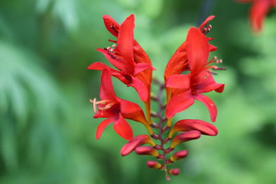 Close-up of red flowering plant