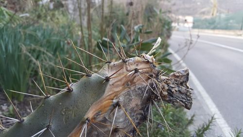 Close-up of hand feeding