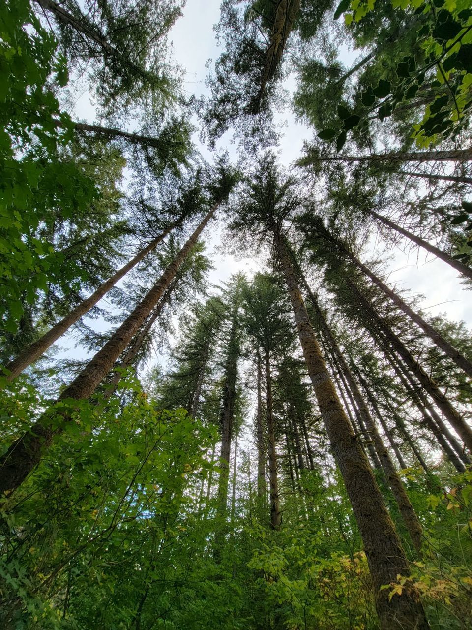 LOW ANGLE VIEW OF PINE TREES AGAINST SKY