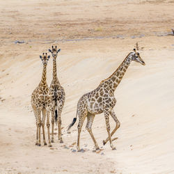 High angle view of giraffes walking on land