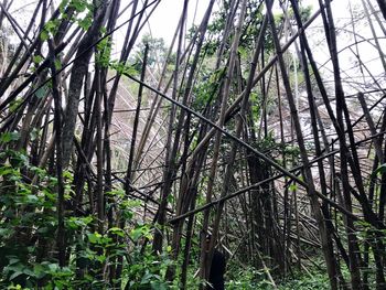 View of bamboo trees in forest