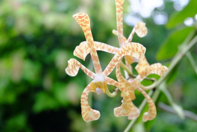 Close-up of flowering plant