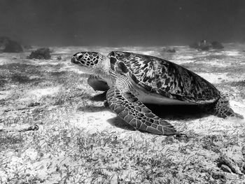 Roaming with turtles