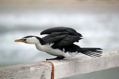 Close-up of pied cormorant perching on wooden railing