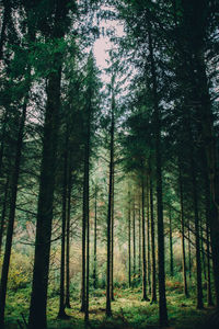 Trees in forest