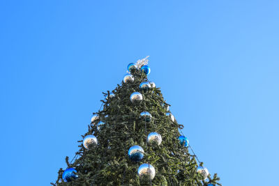 Low angle view of christmas tree against clear blue sky
