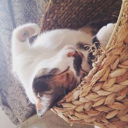 High angle view of cat sleeping in basket