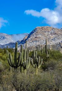 Cactus plants growing on land against sky