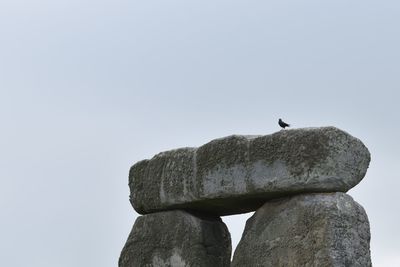 Low angle view of seagull perching on rock against clear sky