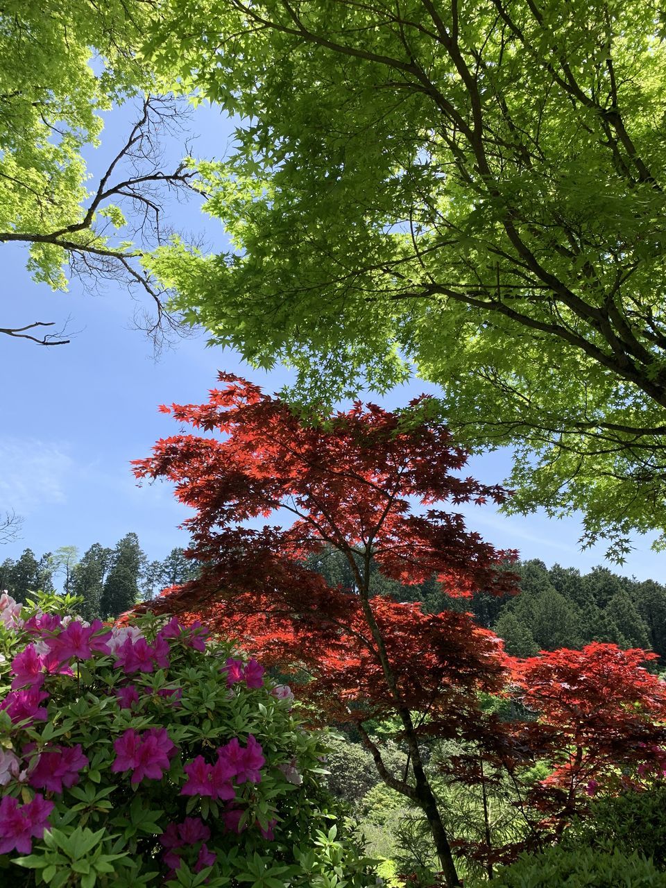 plant, tree, growth, beauty in nature, nature, flower, low angle view, flowering plant, day, no people, branch, sky, tranquility, outdoors, forest, red, autumn, green color, scenics - nature, land