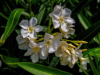 Close-up of white flowering plants