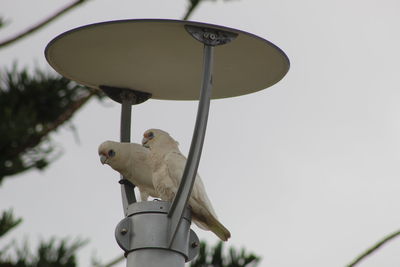 Low angle view of bird perching on metal against sky