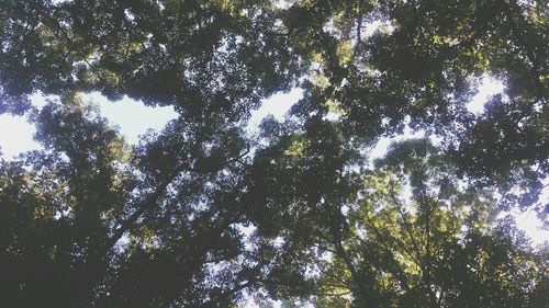 Low angle view of trees against sky