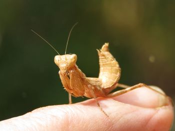 Close-up of hand holding insect