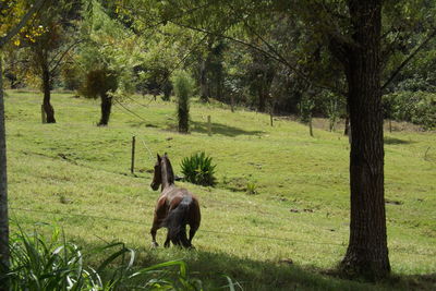 Cows grazing on grassy field