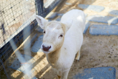 High angle view of shorn sheep at farm