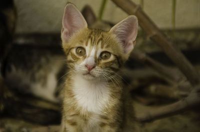 Close-up portrait of cat sitting outdoors