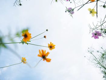 Low angle view of flowers blooming on tree against sky