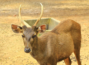 Portrait of deer