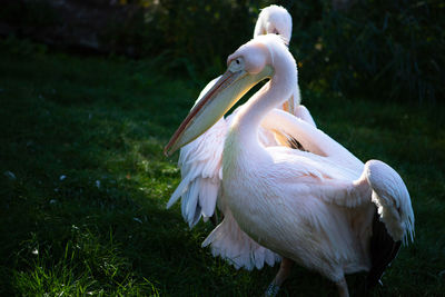 White heron in a field