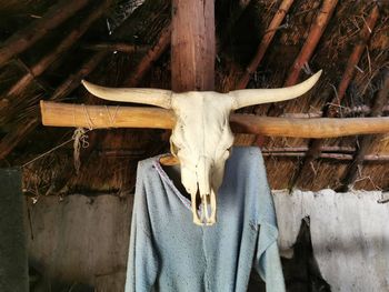 View of animal skull