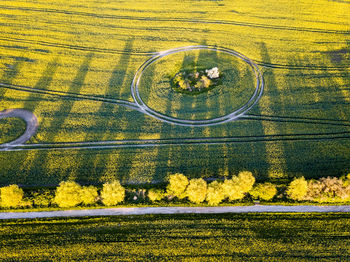 High angle view of yellow flower field