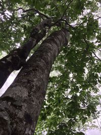 Low angle view of trees in forest